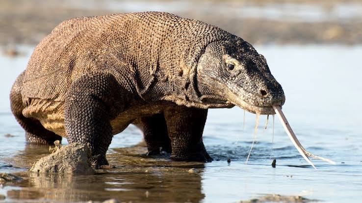 Planet Earth II (TV Mini Series 2016) - IMDb