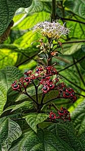 One species has the largest flowers in the world. Clerodendrum Glandulosum Wikipedia