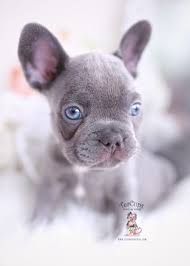 Buy and sell french bulldogs puppies & dogs uk with freeads classifieds. French Bulldog Puppies For Sale By Teacups Puppies Boutique Teacup Puppies Boutique