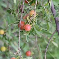 Image result for Diospyros gabunensis