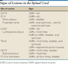 Image result for Neurologic Lesion Localization