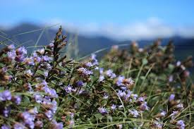 Lavandin has an equally characteristic sweet floral lavender aroma, with a slight camphor note. Neela Kurinji Flower Steemit