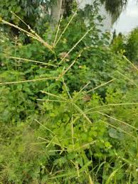 Image result for Acrachne