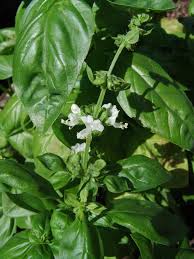 Image result for Equilabium petiolare