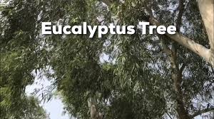 Maybe you would like to learn more about one of these? Eucalyptus Tree Youtube
