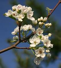 Maybe you would like to learn more about one of these? Bradford Pear