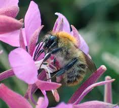 Image result for Bombus pascuorum