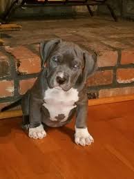 Join millions of people using oodle to find puppies for adoption, dog and puppy listings, and other pets adoption. Clase Pitbull Bullies Pet Breeders Coram Ny Phone Number Yelp