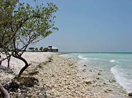 Honeymoon Island State Park In Nearby Dunedin Courtesy Of Holiday Inn Hotel And Suites Clearwater Beach Honeymoon Island Vacation Locations Clearwater Beach