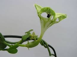 Image result for Ceropegia monteiroae