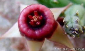 Image result for Huernia procumbens