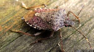 Find more reuslts at life.123.com. Chinese Stink Bug Invading Midwest Creighton University Says