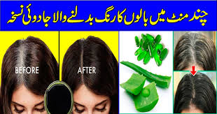Thus, aloe vera prevents hair shedding from weaker roots and also controls your hair breakage. How To Get Dark Black Hair With This Diy Aloe Vera Hair Pack Latest Recipes Home Cooking And Baking