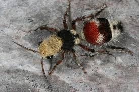 How To Treat Insect Stings With Easy Remedies Insect Stings Insects Ants