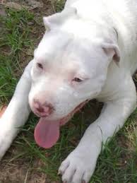You can find 150 more awesome female dog names here. White Pitbull With Blue Eyes For Sale Off 61 Www Usushimd Com