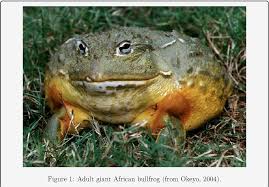 Image result for Pycreus africanus