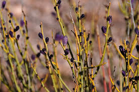 Image result for Thamnosma rhodesica