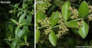 Image result for Azima