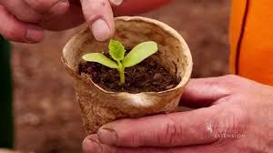 Includes ideas for choosing the right varieties, soil preparation, and pollination. Planting Giant Pumpkin Seeds Wyogiants Youtube