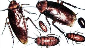 Scientists have established that people from different regions consider the australian cockroach, the florida woods cockroach, the smokybrown cockroach and the brown cockroach to be palmetto bugs, but the main bug on the. Squashing The Rumors Palmetto Bugs Versus Cockroaches Wpde