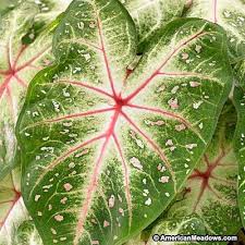Caladium Bulbs Galaxy Caladium American Meadows Bulb Flowers