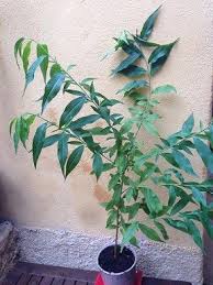 Epingle Sur Jardin