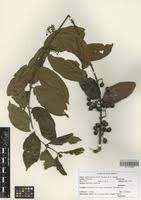 Image result for Keetia gueinzii