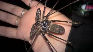 Alastor 'Mad-Eye' Moody | Little Reminders | Quotev