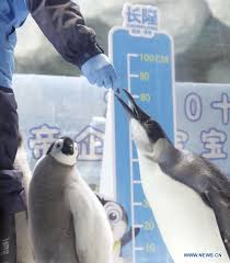 Wild republic mom and baby emperor penguin, stuffed animal, 12 inches, gift for kids, plush toy, fill is spun recycled water bottles. Baby Emperor Penguins Born From June To August This Year Make Their Debut In Zhuhai Global Times