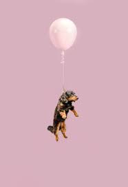 Ian Pettigrew Aims For Smiles With His Floating Dogs Project The Phoblographer Dog Photography Dog Photoshoot Dog Wallpaper