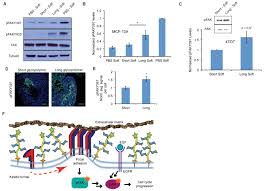 We did not find results for: A Bulky Glycocalyx Fosters Metastasis Formation By Promoting G1 Cell Cycle Progression Elife