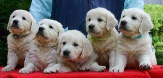 Kc registered white golden retriever puppies. Golden Retriever Puppies For Sale In Iowa Zoe Fans Blog Golden Retriever Retriever Puppy Retriever