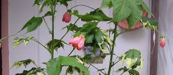 We did not find results for: Abutilon Flowering Maple Abutilon Savitzii