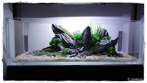 Acuario3web Acuario3web Twitter Aquascape Aquascape Design Aquascape Aquarium