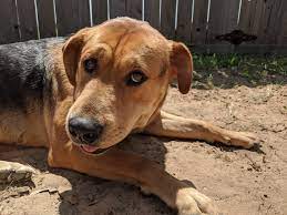 Get the inside scoop on jobs, salaries, top office locations, and ceo insights. Montgomery County Animal Shelter At Critical Capacity Point Community Impact