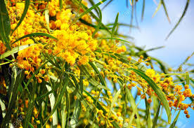 So here is the bridal bible of my favourite seasonal winter flowers australia. Acacia Pycnantha Golden Wattle Australian Floral Emblem That Flowers In Late Winter And Spring Producing A Mass Of Fragrant Fluffy Golden Flowers Stock Photo Picture And Royalty Free Image Image 127025811