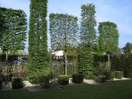 Hainbuche Spalierbaume Tuin Ideeen Tuin Tuin Inspiraties