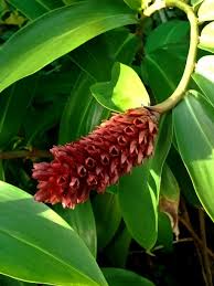 Image result for Costus