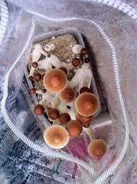 Pin On Magic Mushrooms Growkits