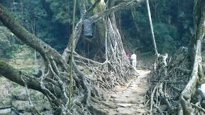 Image result for Cherrapunji root bridge