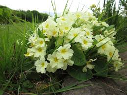 The first spring flowers mother and stepmother on the bare ground. St Bridget S Day In Ireland A Miscellany Of Topics Our Irish Heritage