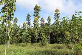 Image result for Stylosanthes guianensis