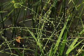 Image result for Burnatia enneandra