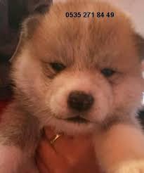 Japon Akita Inu 8 Akita Kopek Hayvan