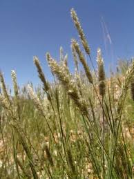 Image result for Enneapogon pretoriensis