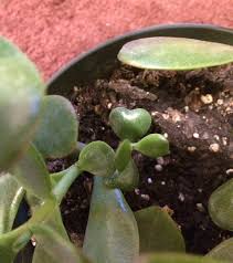 Compound leaves may have a rachis supporting the leaflets. First Time Seeing A Heart Shaped Jade Leaf 3 Succulents