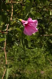 Image result for Merwilla lazulina