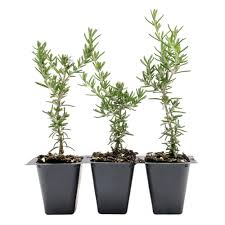 Image result for rosemary container