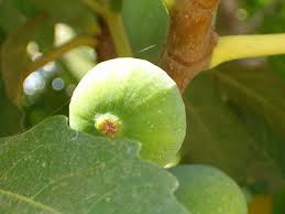 Although growing apple trees in new jersey is easy, getting high quality fruit from the trees can be difficult. Fs1198 Figs In The Home Garden Rutgers Njaes