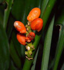 Image result for Dracaena aubryana